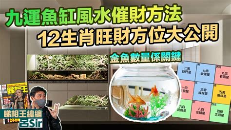 魚缸數量 風水